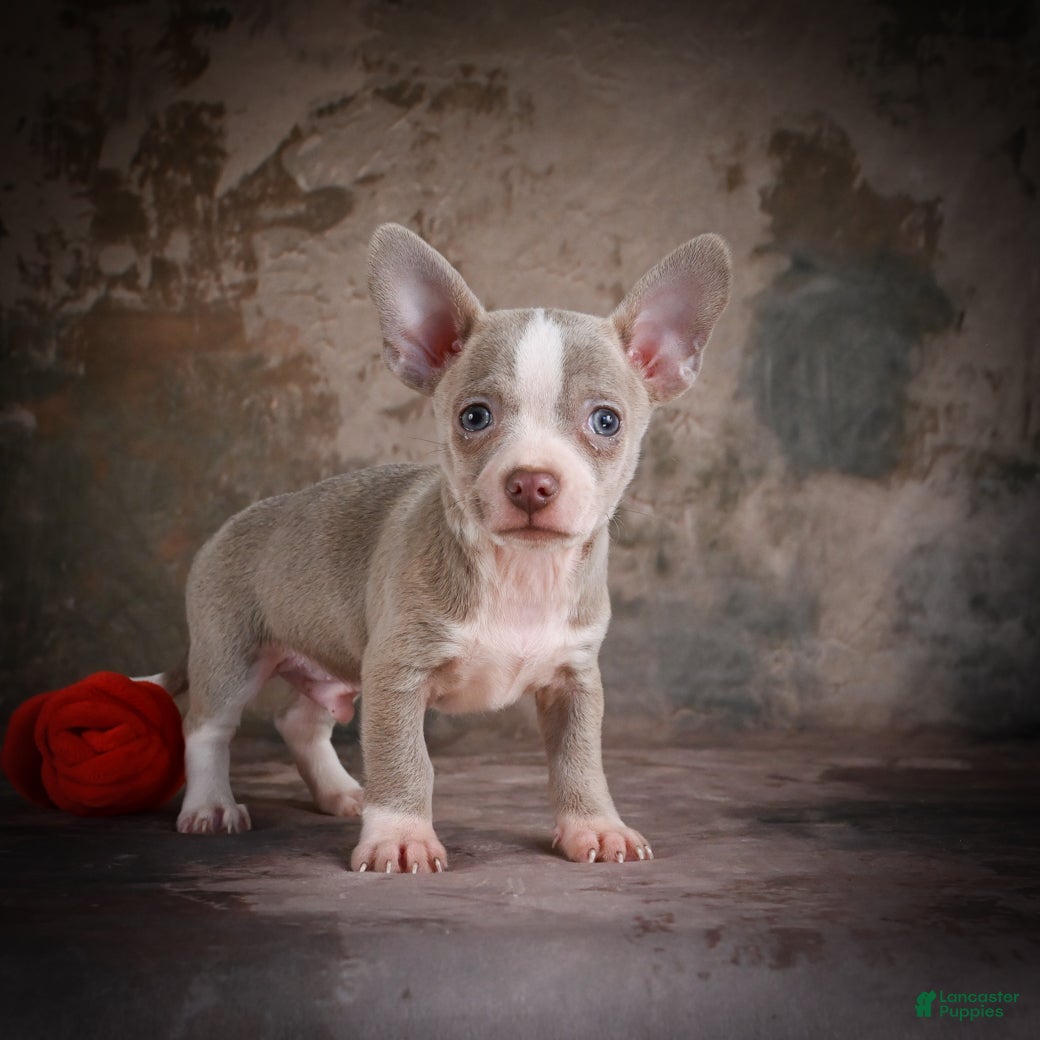Chihuahua dogs for sale: Jay - Ad 9