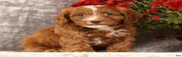 Cavapoo dogs for sale: Stanley - Ad 7