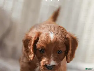 Cavapoo dogs KIMBER - Ad 7