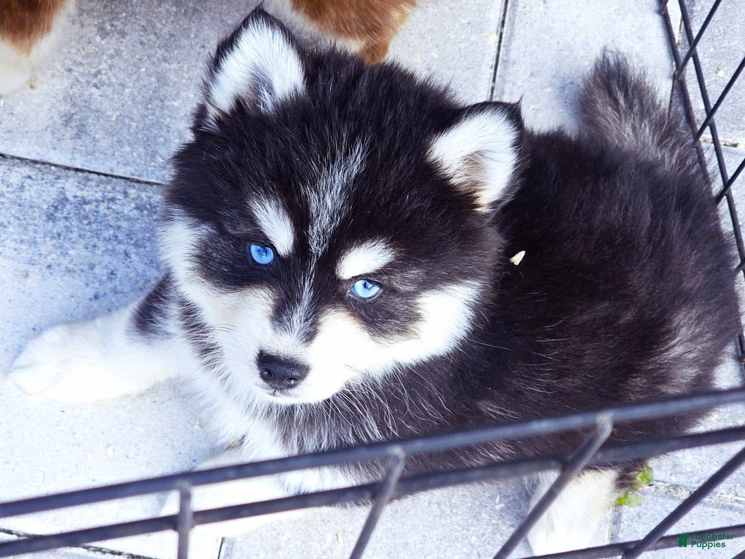 Pomsky dogs for sale: Damon - Ad 3
