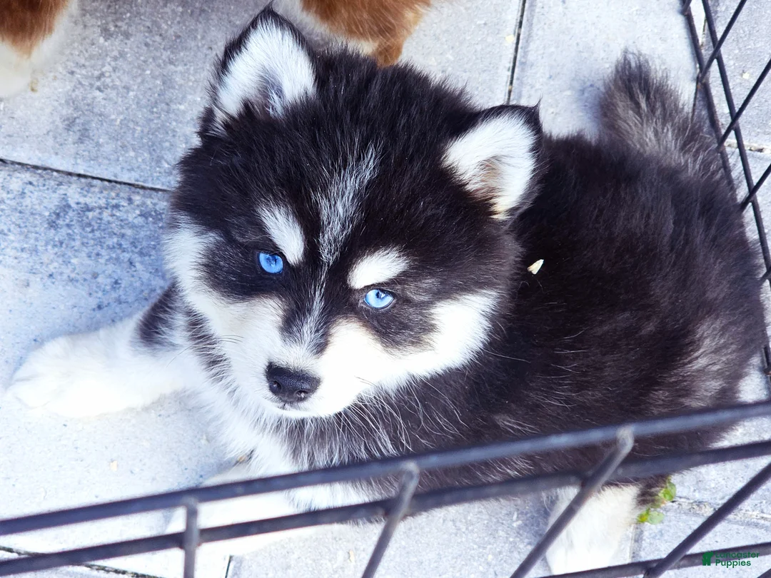 Pomsky dogs for sale: Damon - Ad 3