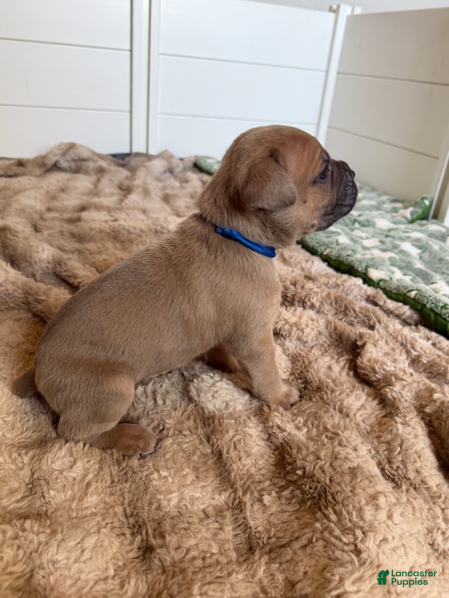 Cane Corso dogs Cane Corso Male 6 (Blue) - Ad 1