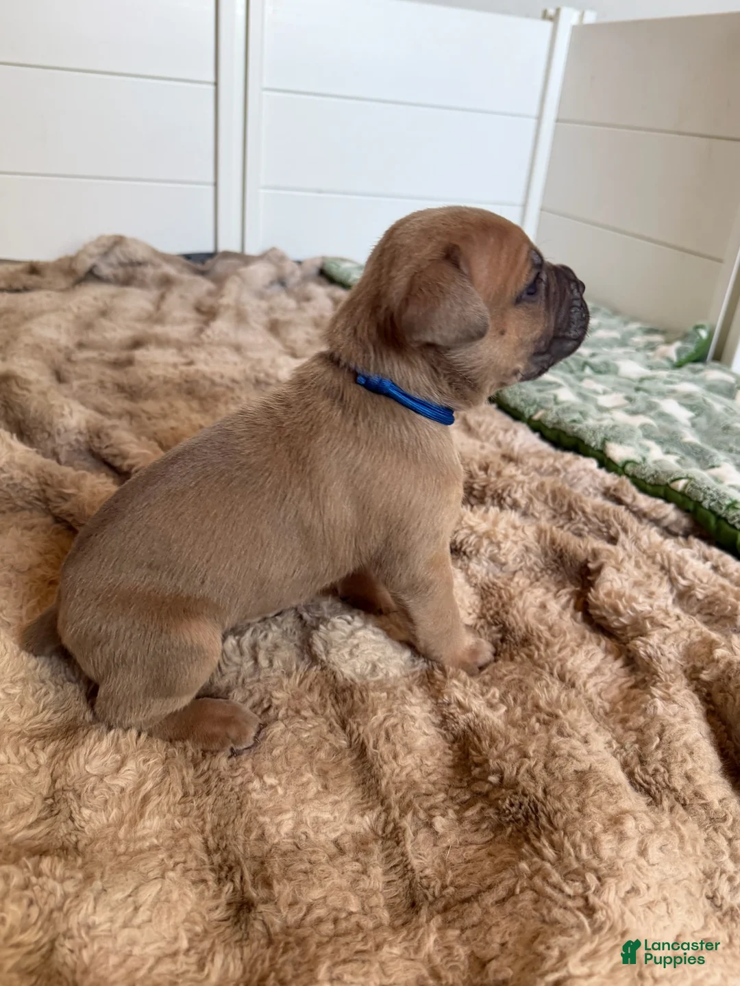 Cane Corso dogs for sale: Cane Corso Male 6 (Blue) - Ad 1