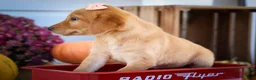 Labrador Retriever dogs for sale: NALA - Ad 15