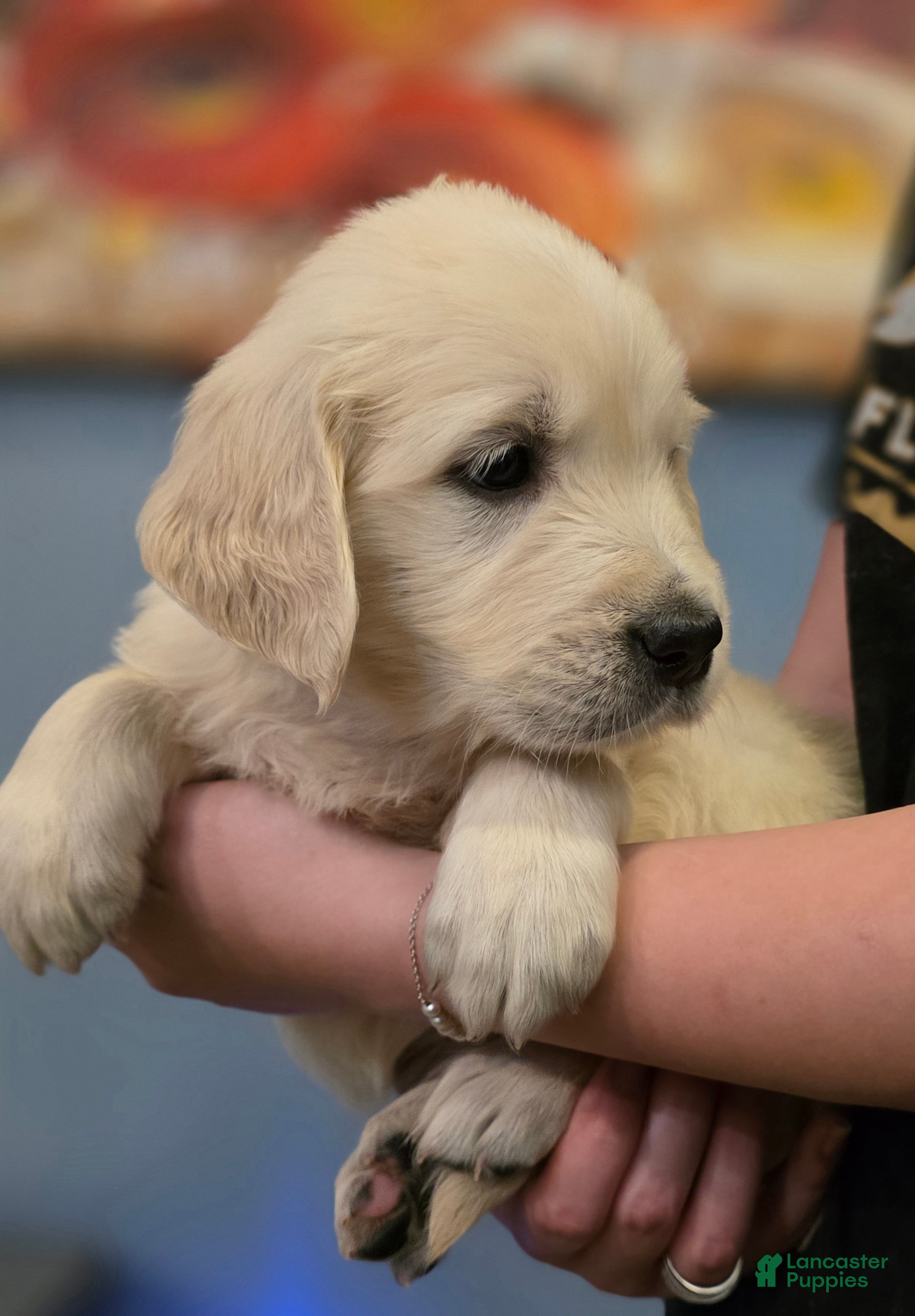 Golden Retriever dogs Cinnamon Toast Crunch, Champion Sired - Ad 2