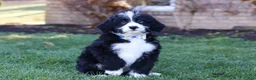 Bernedoodle dogs for sale: Jaxon - Ad 2
