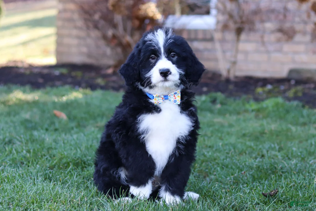Bernedoodle dogs for sale: Jaxon - Ad 2