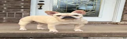 French Bulldog dogs for sale: Daisey - Ad 3
