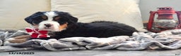 Bernese Mountain Dog dogs for sale: Renee - Ad 2