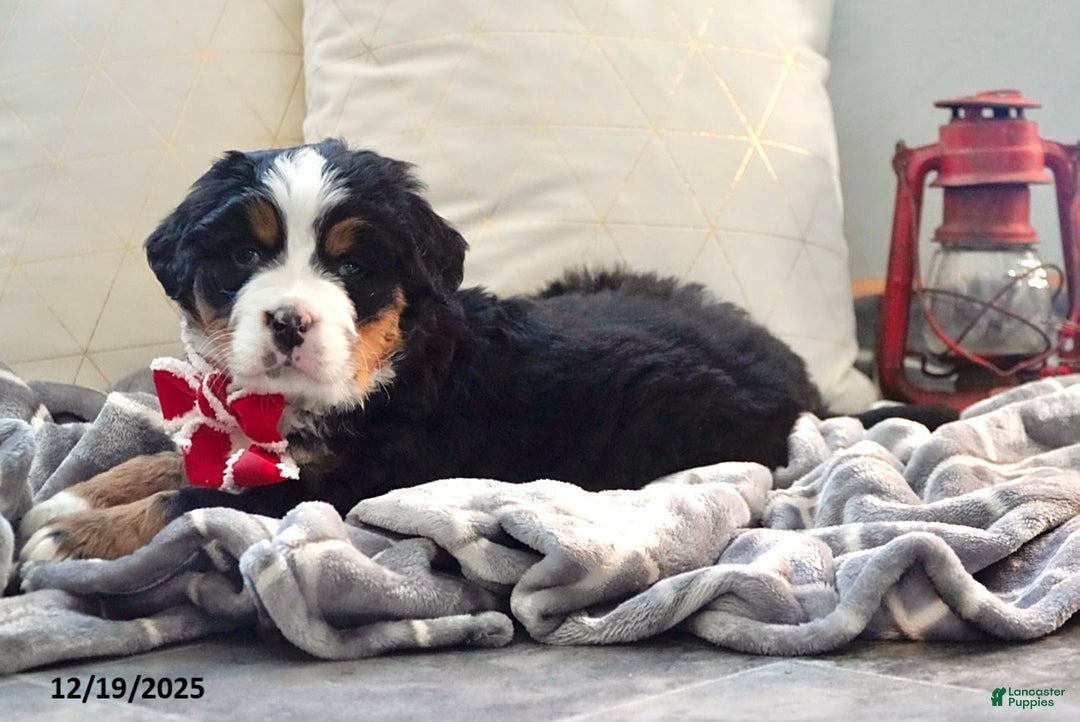Bernese Mountain Dog dogs for sale: Renee - Ad 2