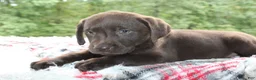 Labrador Retriever dogs for sale: Dielsel - Ad 4