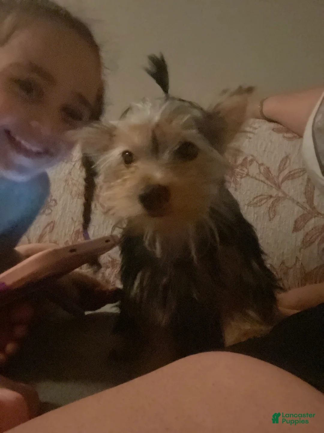 Yorkshire Terrier dogs for sale: Yorkshire Terrier 1 - Ad 1