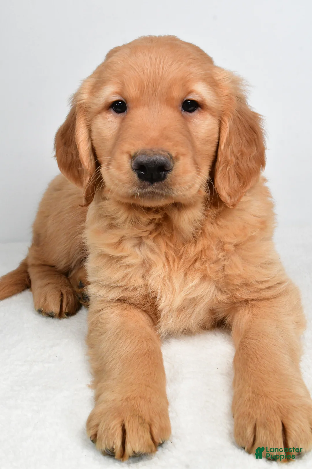 Golden Retriever dogs for sale: Ace - Ad 2