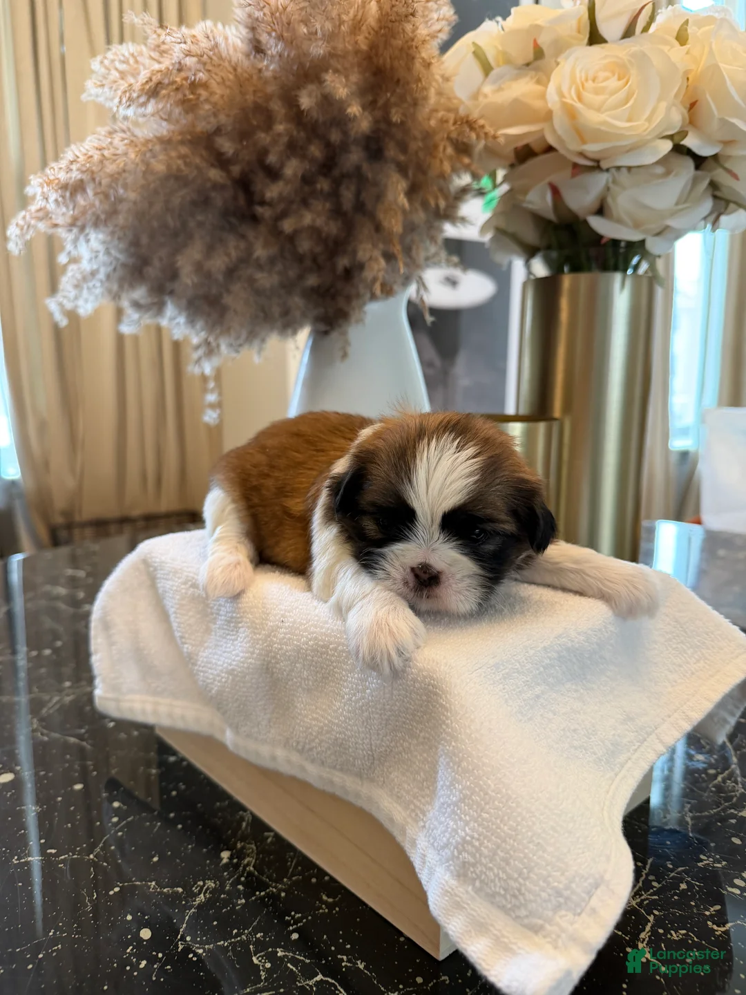 Shih Tzu dogs for sale: Rainy 🌧️ | Female - Price Negotiable - Ad 2