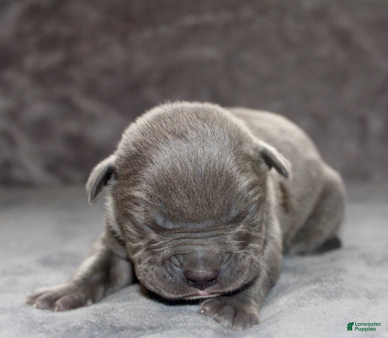 American Bully dogs Loki - Ad 1