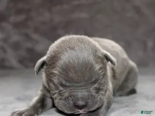 American Bully dogs for sale: Loki - Ad 1