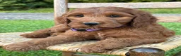 Irish Doodle dogs for sale: Molly - Ad 1