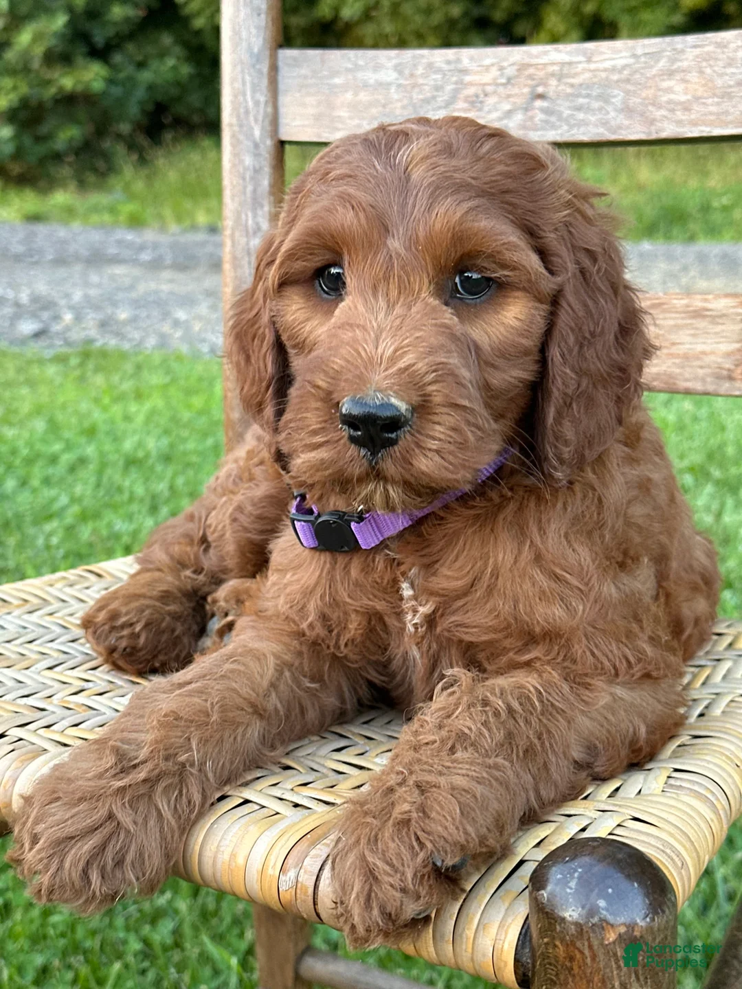 Irish Doodle dogs for sale: Molly - Ad 1
