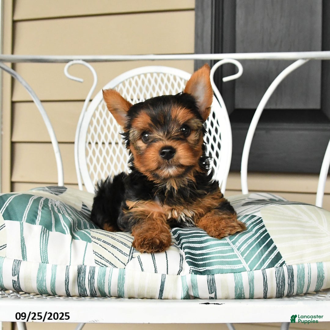 Yorkshire Terrier dogs for sale: Skipper - Ad 5