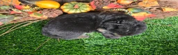 German Shepherd dogs for sale: German Shepherd 3 - Ad 3