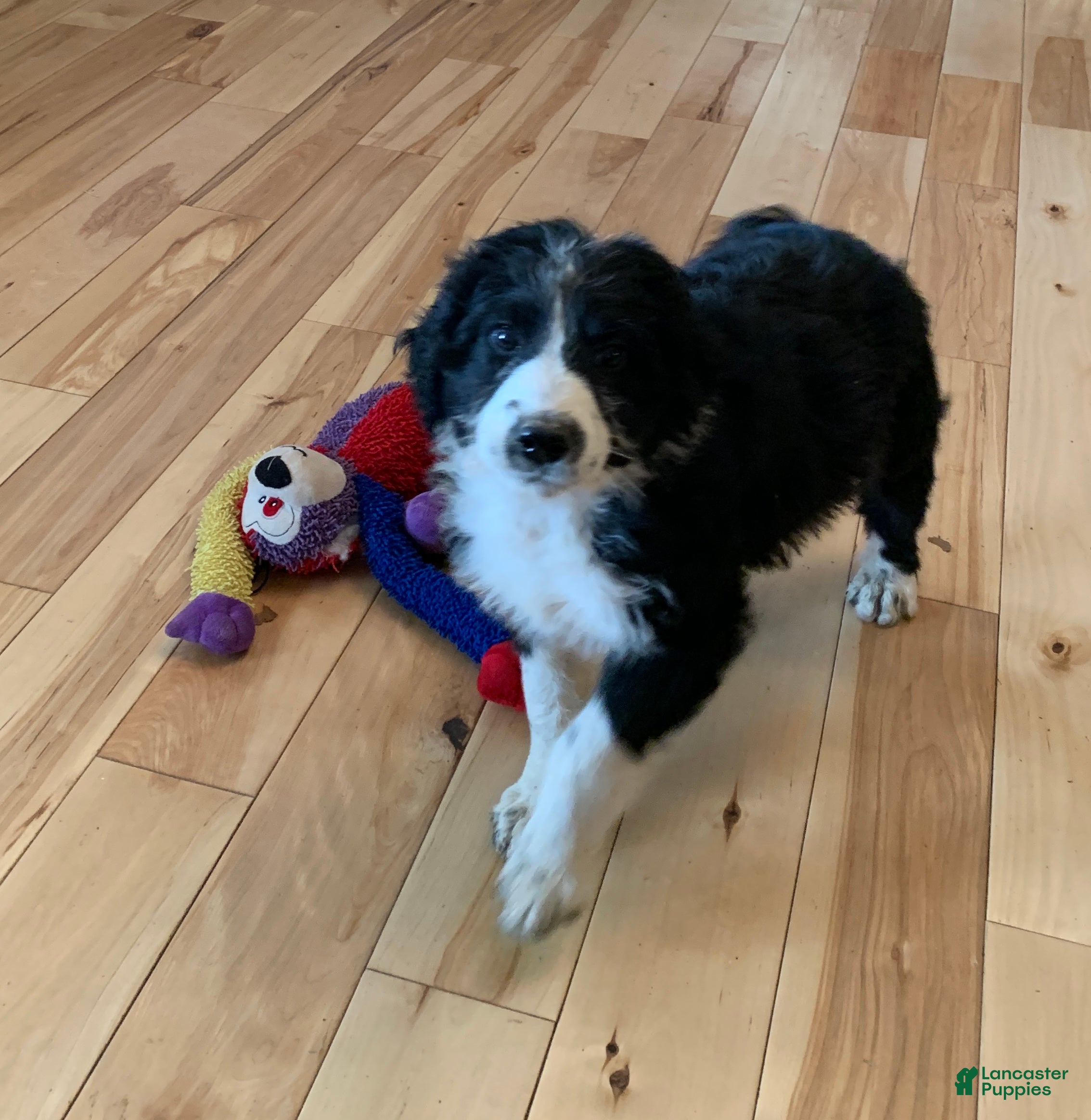 Aussiedoodle dogs Aussiedoodle Puppy 4 - Ad 13