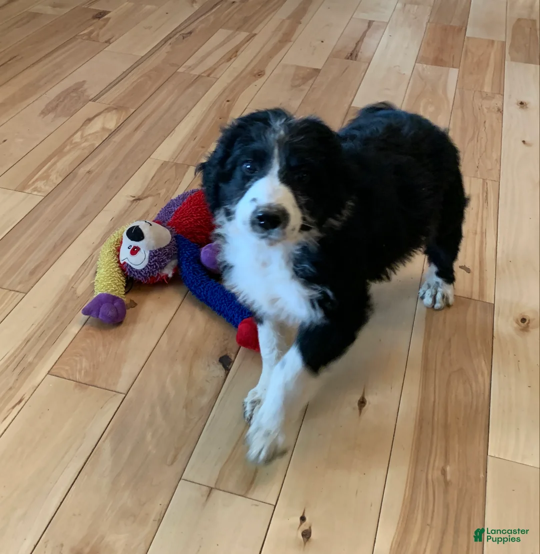Aussiedoodle dogs for sale: Aussiedoodle Puppy 4 - Ad 1