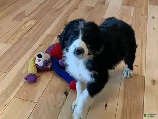 Aussiedoodle dogs Aussiedoodle Puppy 4 - Ad 13