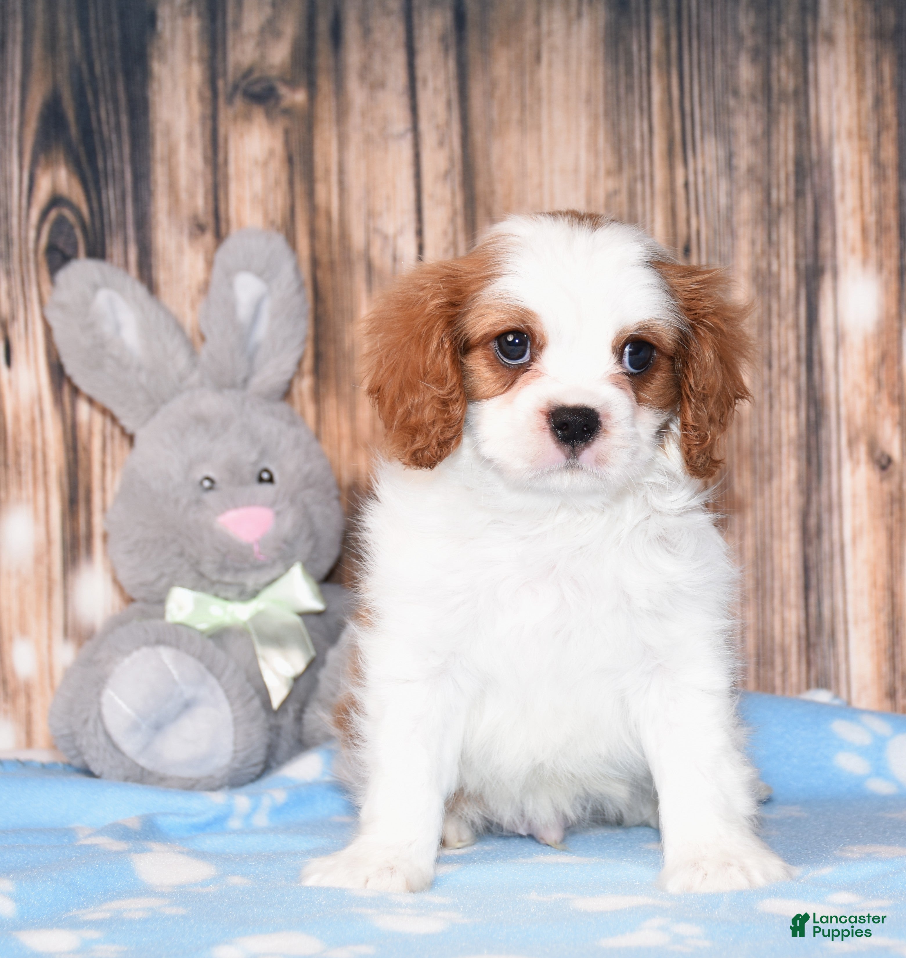 Cavalier King Charles Spaniel dogs Zeke - Ad 1