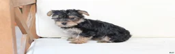 Yorkshire Terrier dogs for sale: Rosie - Ad 7