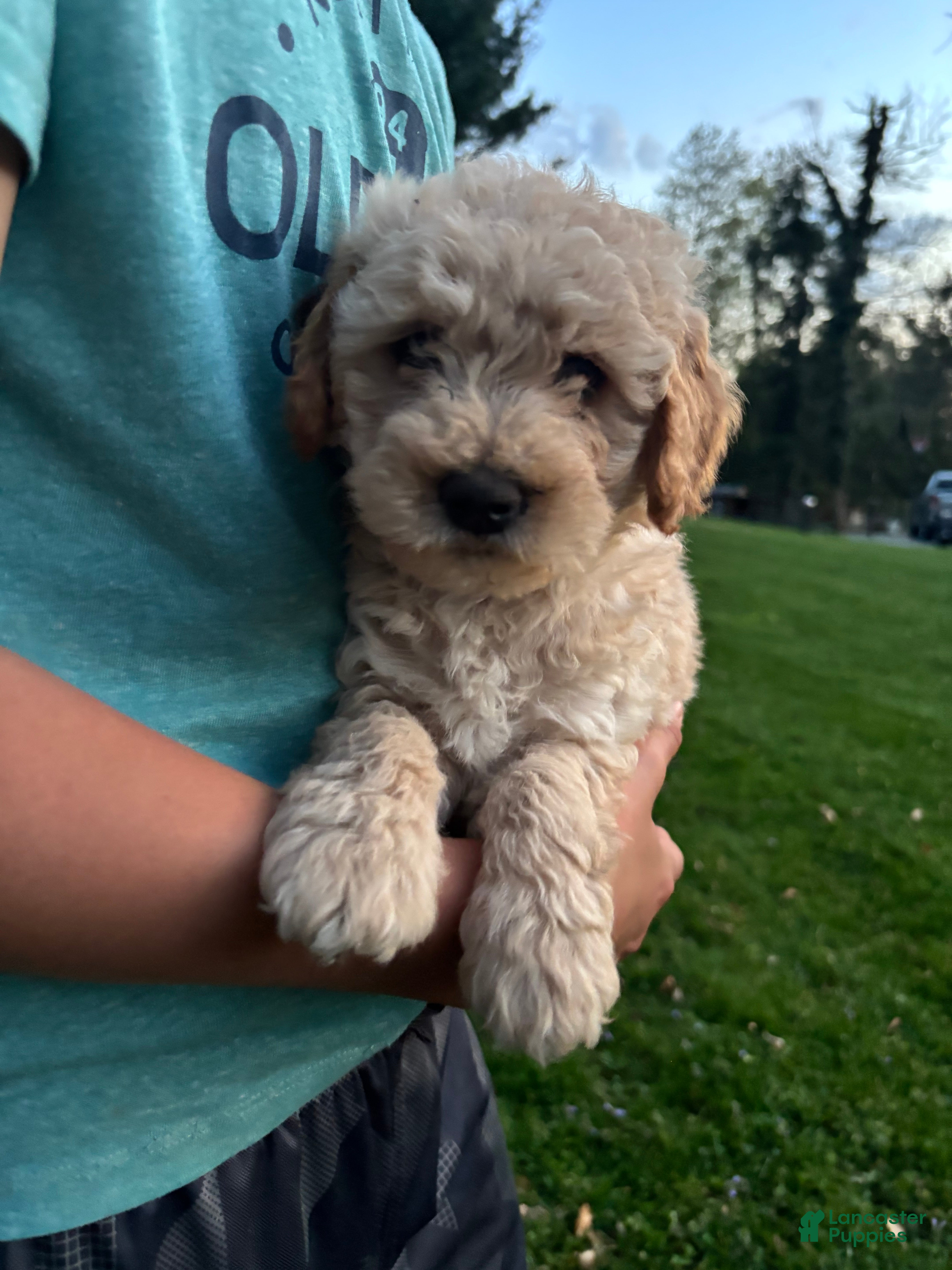 Mini Goldendoodle dogs Baxter - Ad 1