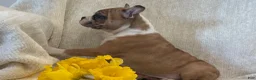Frenchton dogs for sale: Dakota - Ad 3