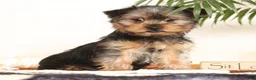 Yorkshire Terrier dogs for sale: Bowie - Ad 3