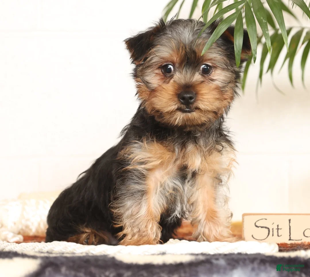Yorkshire Terrier dogs for sale: Bowie - Ad 3