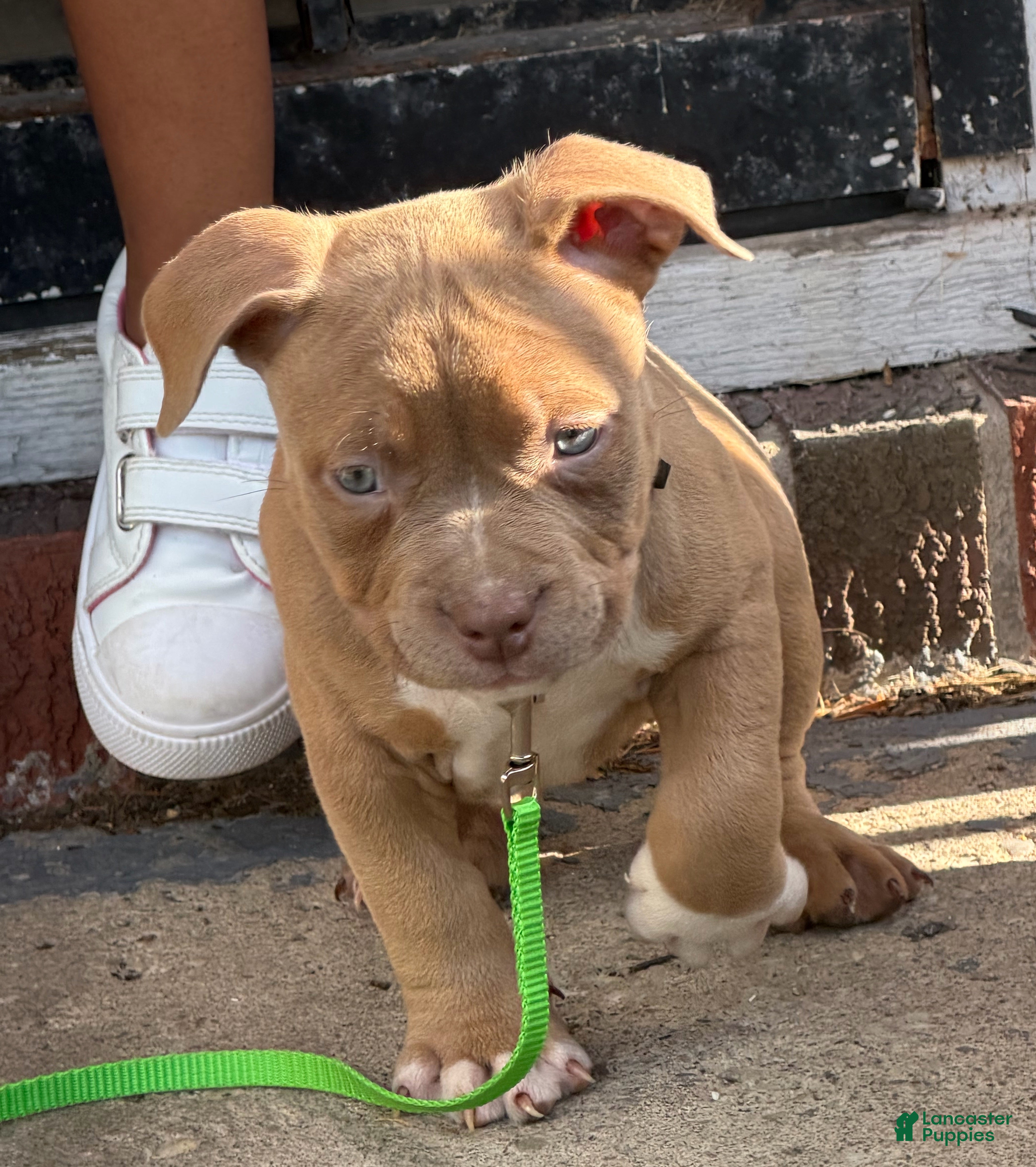 American Bully dogs for sale: Rose - Ad 1
