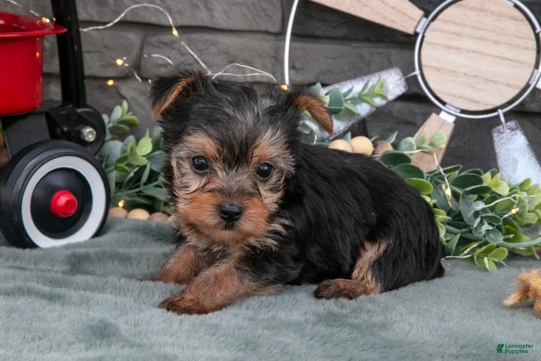 Yorkshire Terrier dogs for sale: Bonnie - Ad 2
