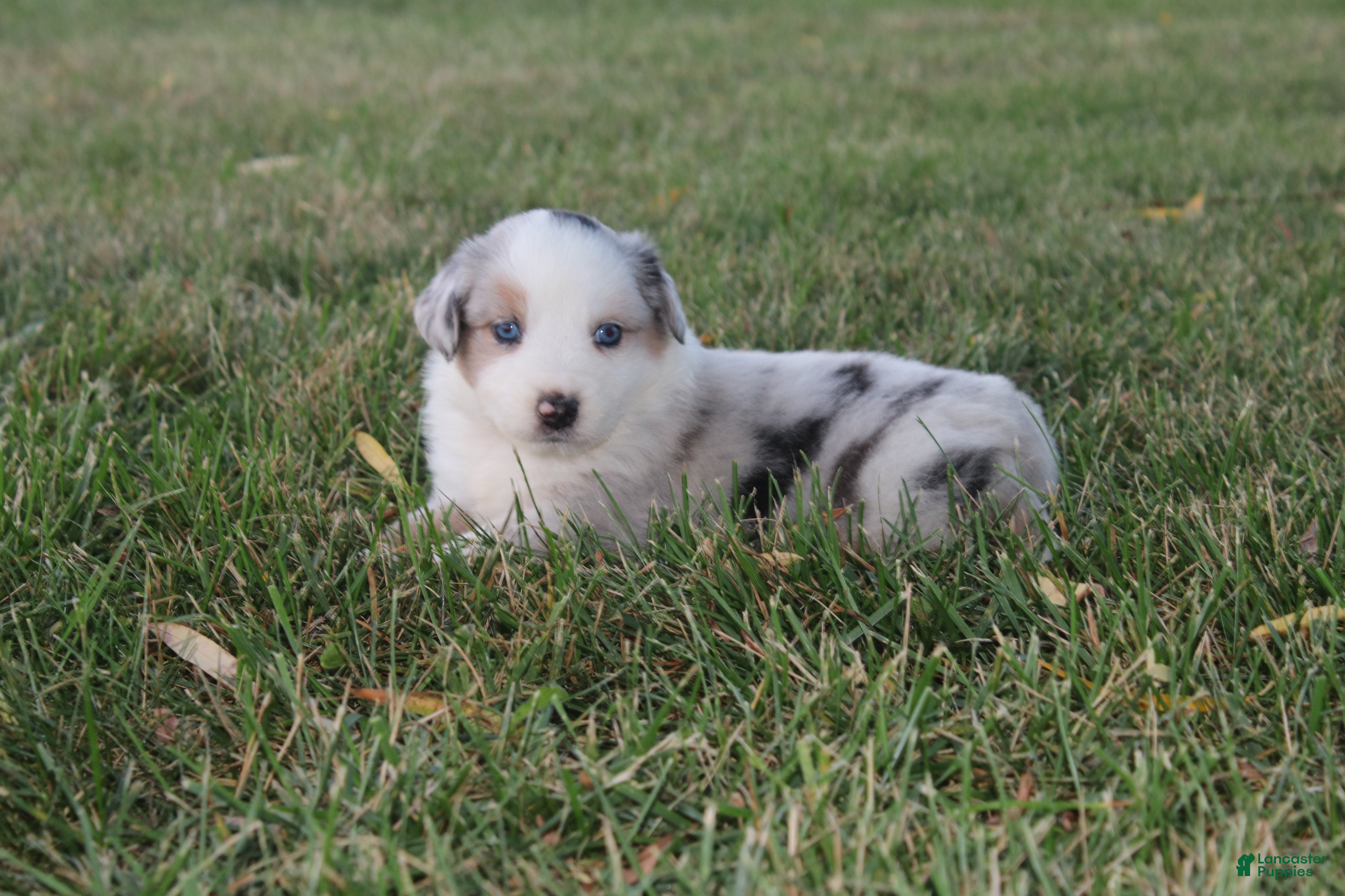 Miniature Australian Shepherd dogs America - Ad 15