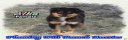 Miniature Australian Shepherd dogs for sale: Alba - Ad 4