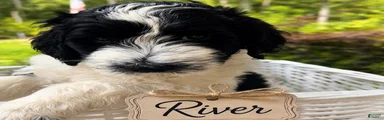 River and  Forest