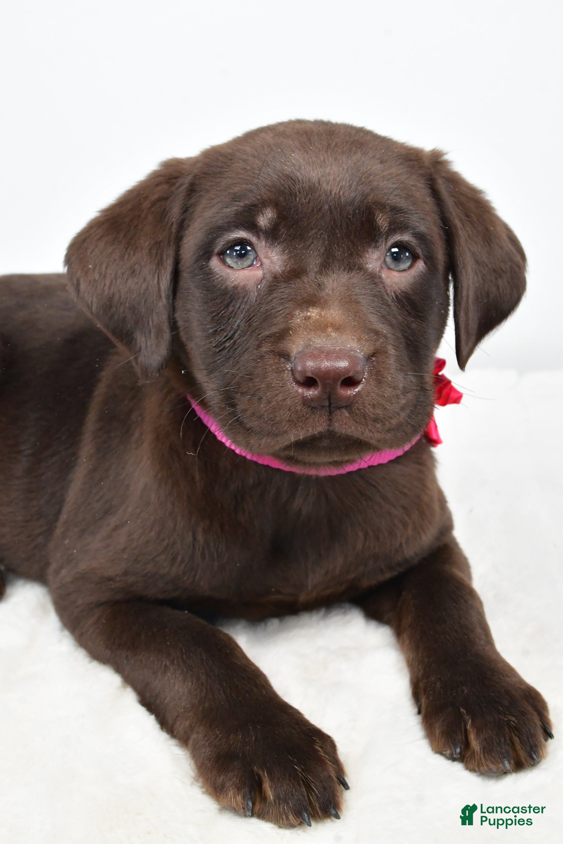 Labrador Retriever dogs Myra - Ad 2