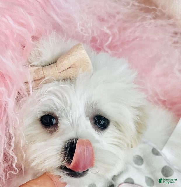 Maltese dogs Maltese Puppy 1 - Ad 15