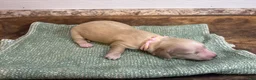 Miniature Dachshund dogs for sale: Aspen-Pink - Ad 4