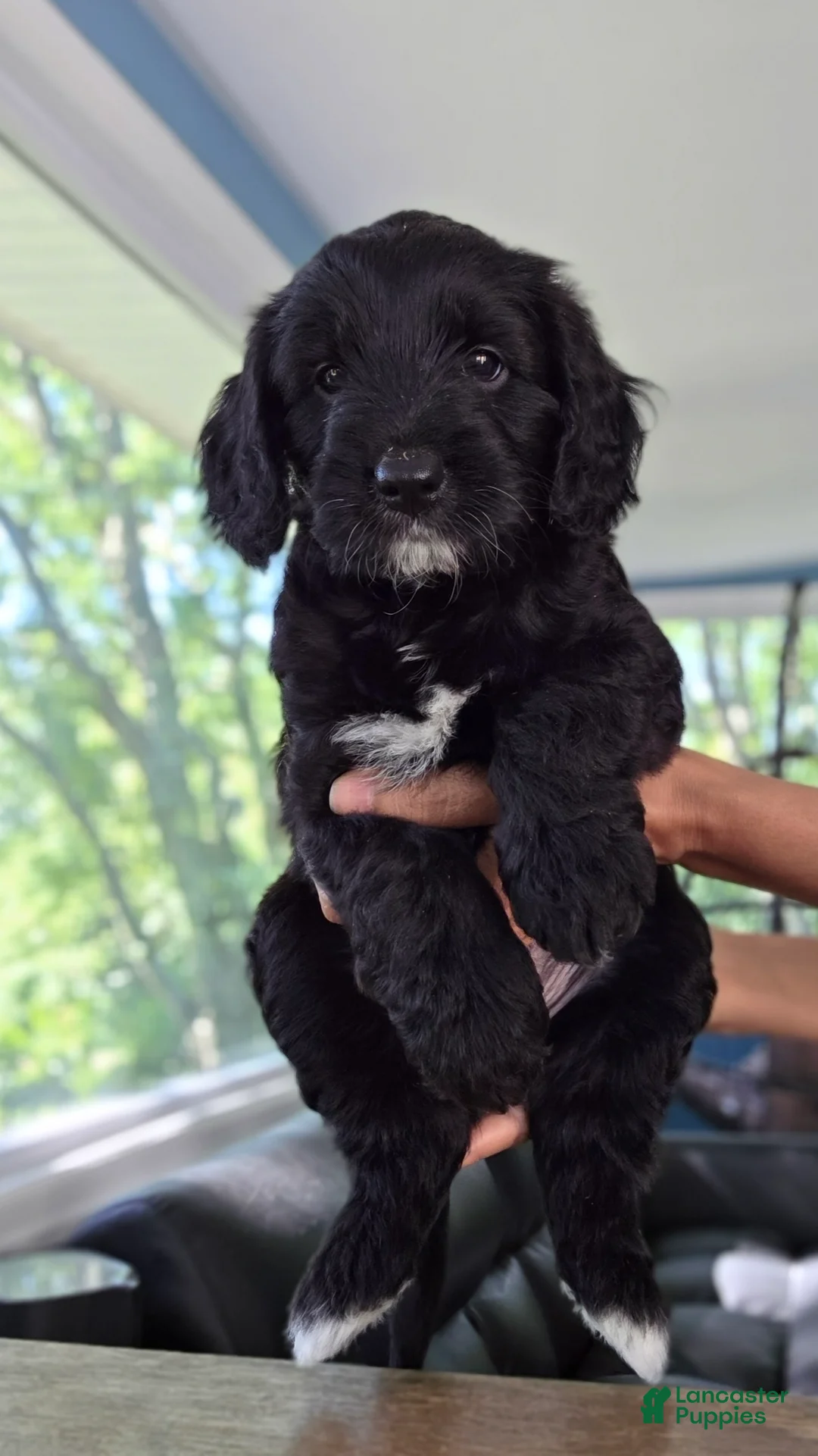 Goldendoodle dogs for sale: Goldendoodle 4 - Ad 2