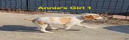 Brittany Spaniel dogs for sale: AKC/UKC French Brittany Annie's Girl 1 - Ad 4