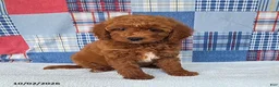 Mini Goldendoodle dogs for sale: Cupcake - Ad 2