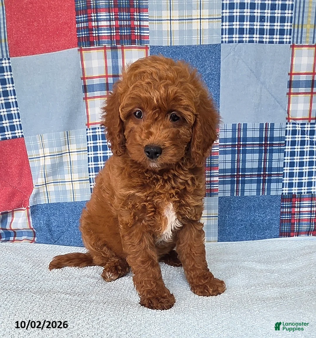 Mini Goldendoodle dogs for sale: Cupcake - Ad 2