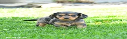 Mixed Breed dogs for sale: Shadow - Ad 1