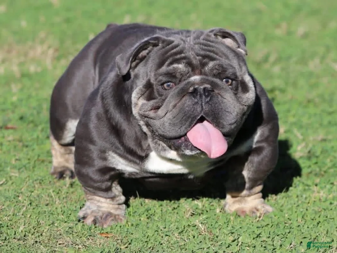 English Bulldog dogs for sale: Mario - Ad 6