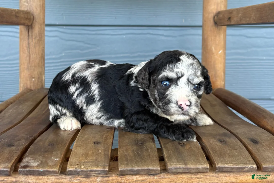 Cavapoo dogs for sale: Scroll - Ad 1