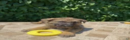 German Shepherd dogs for sale: Burger  - Ad 3