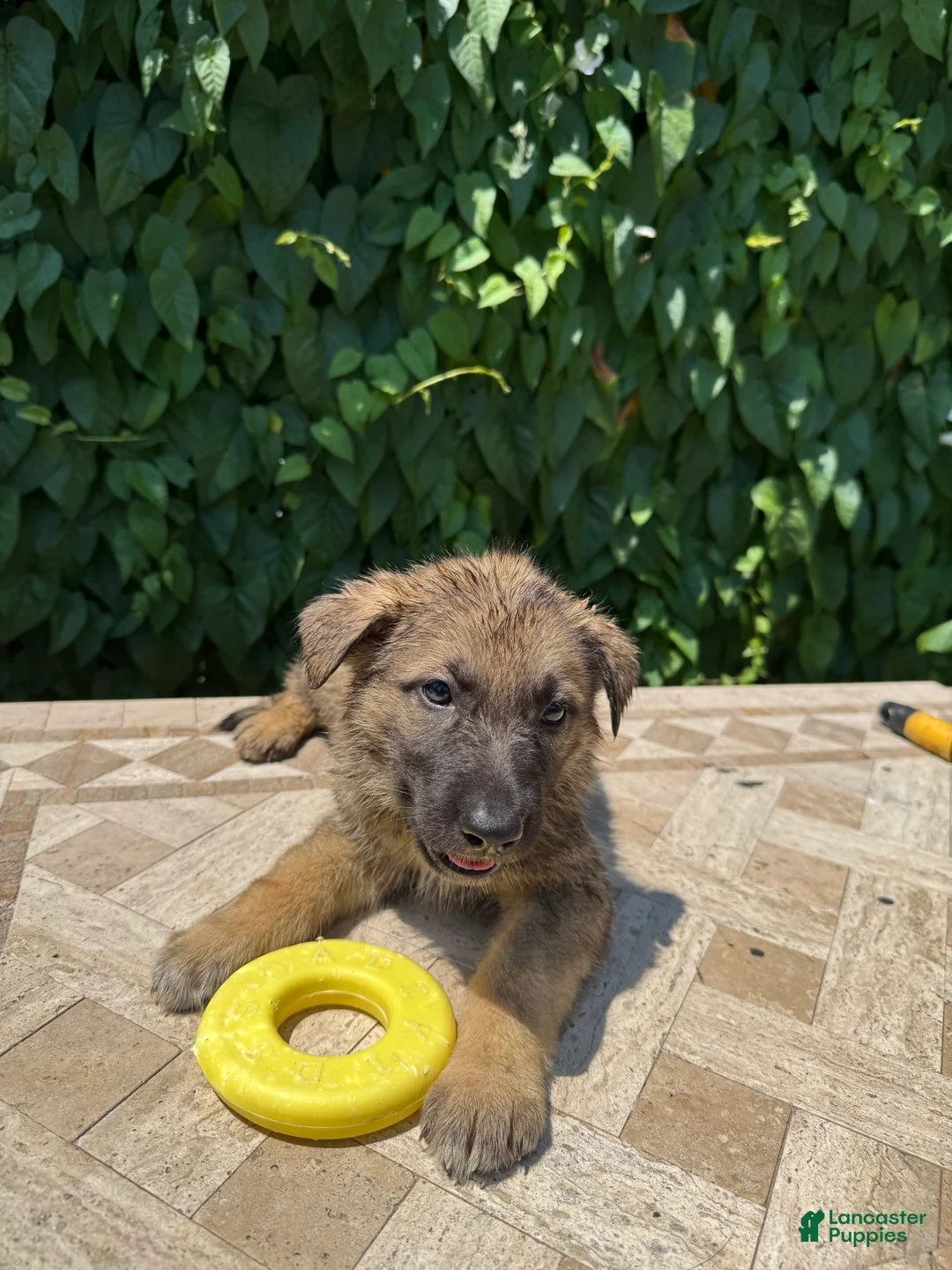 German Shepherd dogs for sale: Burger  - Ad 3